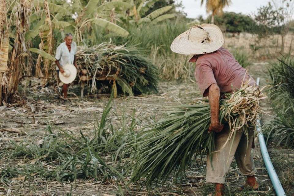 Agricultural Waste Problem Coconut Charcoal Briquettes