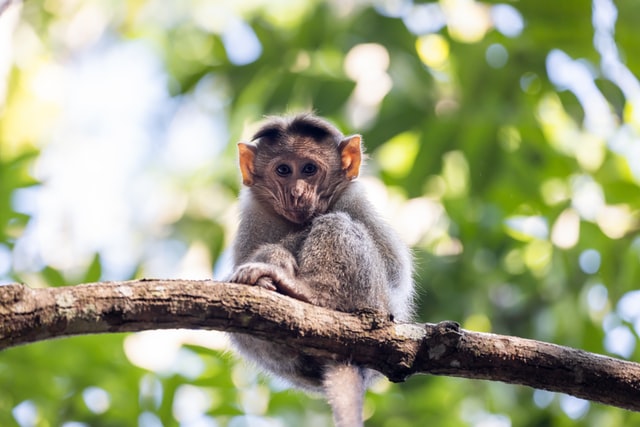 Shocking Facts of Animal Labour